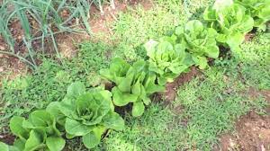 Maybe you would like to learn more about one of these? Harvesting Romaine Lettuce Youtube