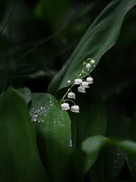 Bouquet de muguet gratuit avec text. Telecharger Gratuitement Le Fond D Ecran Muguet Pour Votre Telephone Mobile Les Mejhores Images Muguet