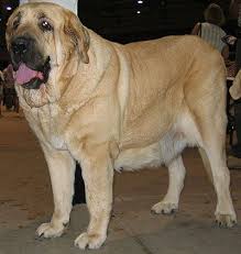 Five fat dog breeds | pethelpful. Spanish Mastiff Dog Molossoid Dog Breeds From The Online Dog Encyclopedia Livestock Guardian Dog Dog Breeds Dogs