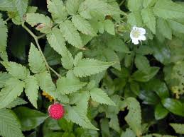 Image result for Rubus adolfi-friederici