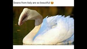 29 Things Italians Do Differently Than The Rest Of The World Italian Memes Italian Joke Funny Relatable Memes