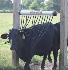 Cattle Curtain Cattle Corrals Cattle Ranching Raising Cattle