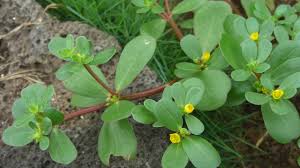 Growing purslane in the garden can be beneficial for your health and taste buds. Purslane Edible Weeds Fiesta Omaha Organics Turf Care