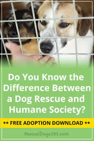 Humane Society Vs Animal Shelter Vs A Dog Rescue Rescue Dogs Humane Society Dog Adoption