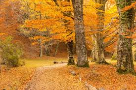 See 3 authoritative translations of otoño in english with example sentences, phrases and audio pronunciations. Un Poema Y Diez Citas De Otono