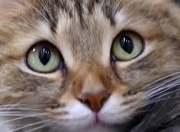 Katzen haben einen ausgesprochen feinen geruchssinn. Katzensprache Was Will Mir Meine Katze Sagen Zooroyal Magazin