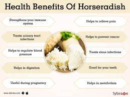 Horseradish is at its best and most flavorful when freshly grated. Benefits Of Horseradish And Its Side Effects Lybrate