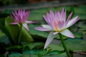 Image result for Nymphaea nouchali