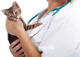 Neutered, yes, but not spayed. How Much Does It Cost To Spay A Cat Petmd