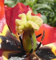 Penyerbukan tidak hanya satu jenis, namun memiliki beberapa. Tulip Wikipedia Bahasa Indonesia Ensiklopedia Bebas