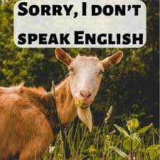 100 Funny And Witty Replies To Rude Comments Pairedlife