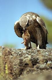 Birds Of Central Oregon Book Pin On Birds Of Prey