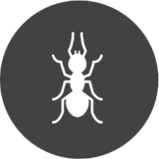 The lines inside the walls do. Types Of Household Pest Pest Inspection Hometeam Pest Defense