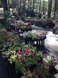 Bob Wines Camellia Gardens Ocala Fl Plants Wines Nursery