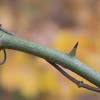 Some of its common names are saw greenbrier, cowvine and catbrier — i guess due to the prickles on the leaves and the thorns. Https Encrypted Tbn0 Gstatic Com Images Q Tbn And9gcs9ux Kl5s Ll6z0ufhmzexq4tk5aa8cmhqdsvtfcfy8hiapgeq Usqp Cau