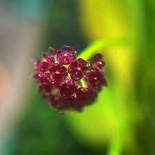 Image result for Hypertelis umbellata