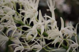 From One Flower To Many And Some In Between What S Blooming In The Smithsonian Gardens Orchid Collection Dendrobium Speciosum Orchids Garden