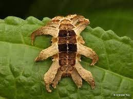 Monkey Slug Caterpillar Phobetron Hipparchia Limacodidae Caterpillar Unusual Animals Beautiful Bugs
