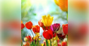 Obituary information for Barbara Ann Opfer