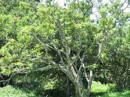 Image result for Peltophorum africanum