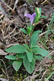 Image result for Vandellia humilis
