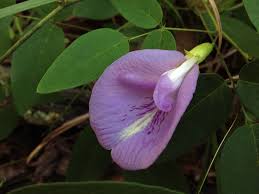 Image result for Clitoria