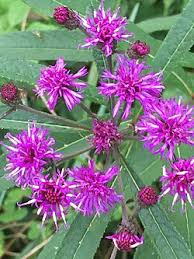 Image result for Vernonia griseopapposa