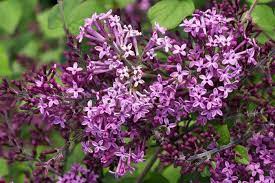 Healthy, mature plants · fedex direct to your home Bloomerang Lilac Your Guide To A Reblooming Variety Of Fragrant Lilac