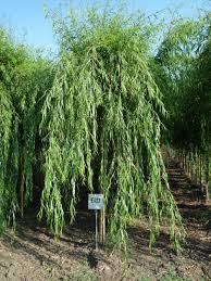 Image result for Salix babylonica