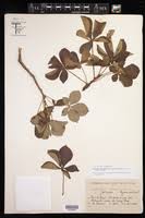 Image result for Jatropha erythropoda