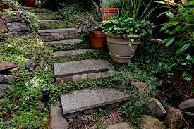 Before world war ii, oregano was almost unknown in the united states. How To Use Culinary Herbs As Ground Cover Gardener S Path