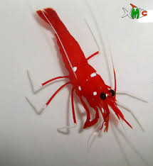 Pin By Sedat Beyaz On Animals Snails Shrimps Crabs And Crayfish Cute Fish Shrimp Crayfish