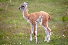 Deserts are hot and dry. Guanaco San Diego Zoo Animals Plants