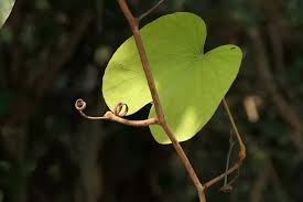 Image result for Vahliaceae