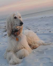 Afghan Hound Loved And Pinned By Noah S Ark Mobile Vet Service 250 212 5069 Kelowna Pets Afghanischer Hund Hunde Windhund