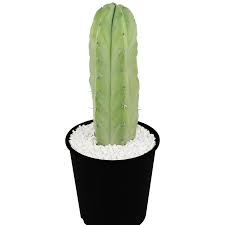 Image result for Myrtillocactus