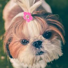 Check spelling or type a new query. Northviewshihtzus Com Home Raised Pups Make The Best Pets