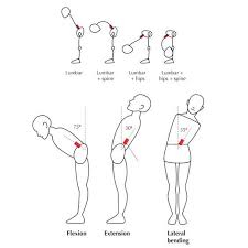 Pin By Krystal Wittekind On Work Shoulder Joint Anatomy