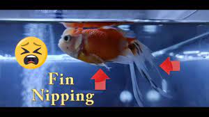 Fin Nipping Youtube
