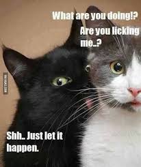 Find the newest licking lips meme. Cat Licking Memes