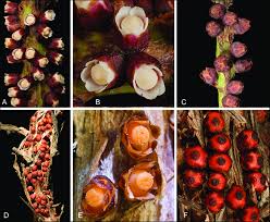 Image result for Apodanthaceae