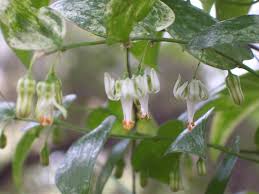 Image result for Asparagus asparagoides