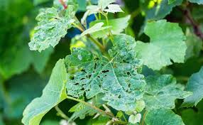 Image result for Pseudopeziza tracheiphila