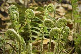 If you have ostrich ferns (matteuccia struthiopteris) in your forest then you have fiddlehead ferns in spring. Https Www Motherearthgardener Com Plant Profiles Fiddleheads Zmaz15wzsbak