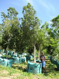 Image result for Rapanea