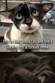 What Happened To Baby Yoda Cat Yoda Cat Cute Baby Animals Cute Funny Animals