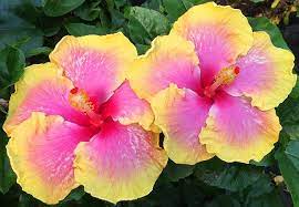 Day At The Beach Hibiscus Plant Hibiscus Flowers Tropical Flower Plants