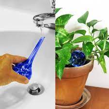 How Do Watering Globes Work Watering Globe Orchid Care Watering Bulbs