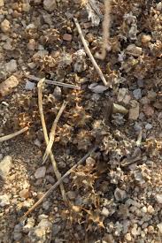 Image result for Harpagophytum zeyheri