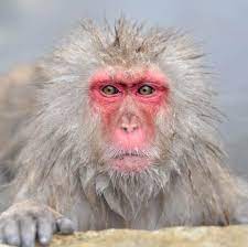 Visit The Snow Monkey Park Where Red Faced Japanese Macaques Snow Monkeys Can Be Seen Bathing And Relaxing In Volcan Monkey Park Snow Monkey Park Snow Monkey